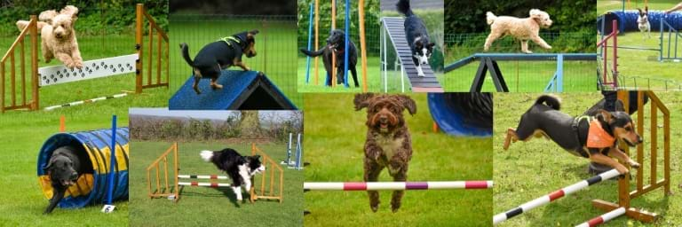 HHH agility classes